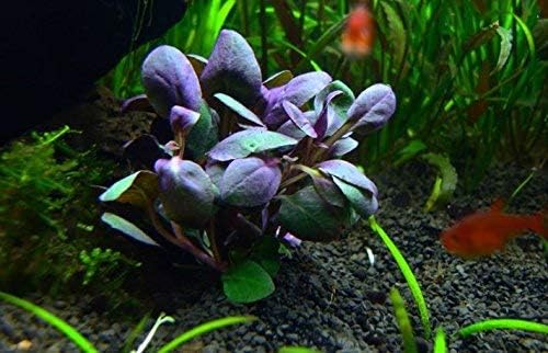 Texas Aquarium Plant Bundle - 20 Species Live Aquarium Plants Package