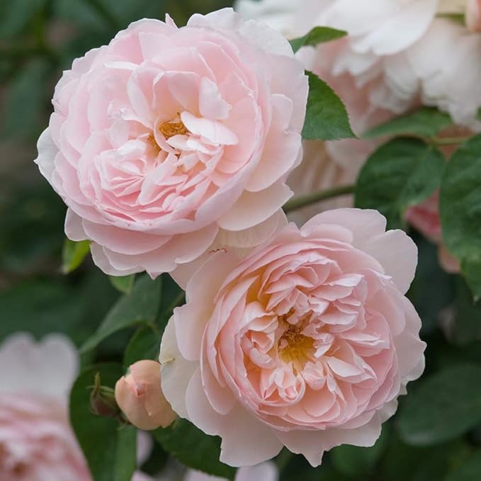 Heirloom Roses David Austin Rose Plant - Gentle Hermione® Pink Rose Bush, Live Plant for Planting Outdoors