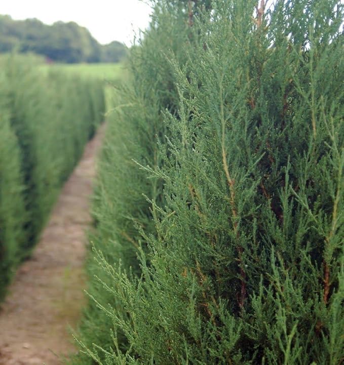 Hillspire Juniper | 1 Live Quart Size Plant | Stunning Evergreen for Ornamental Landscaping, Privacy Screen or Windbreak, Drought Resistant