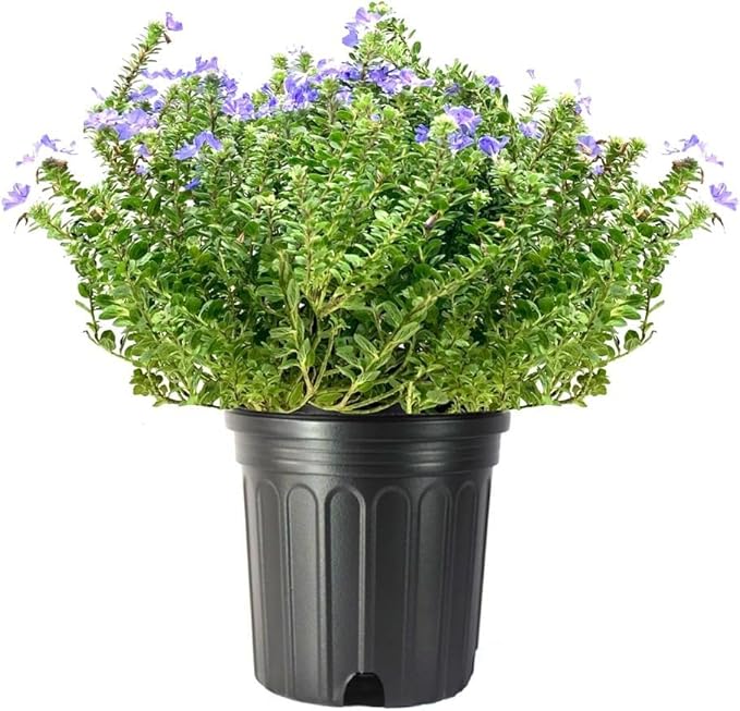Beach Bum Blue I 3 Large Gallon Size Plants I Evolvulus Glomeratus I Live Low-Maintenance, Drought-Resistant, Ideal for Coastal Gardens