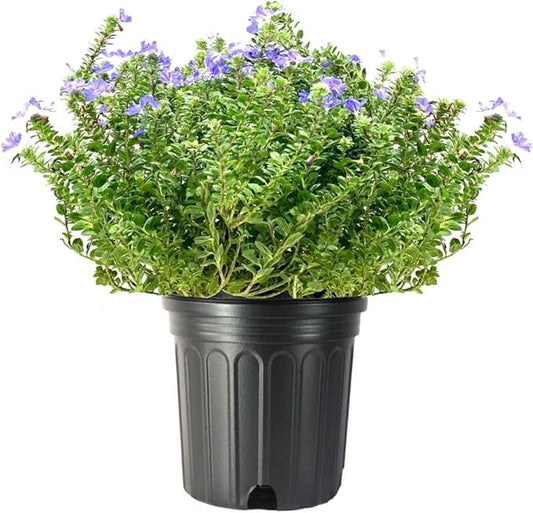 Beach Bum Blue I 1 Large Gallon Size Plant I Evolvulus Glomeratus I Live Low-Maintenance, Drought-Resistant, Ideal for Coastal Gardens