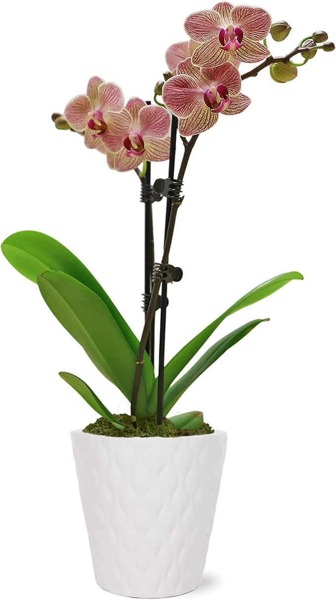 Green Circle Growers Salmon Orchid in 3" White Pot, Live Indoor Plants, House Plant