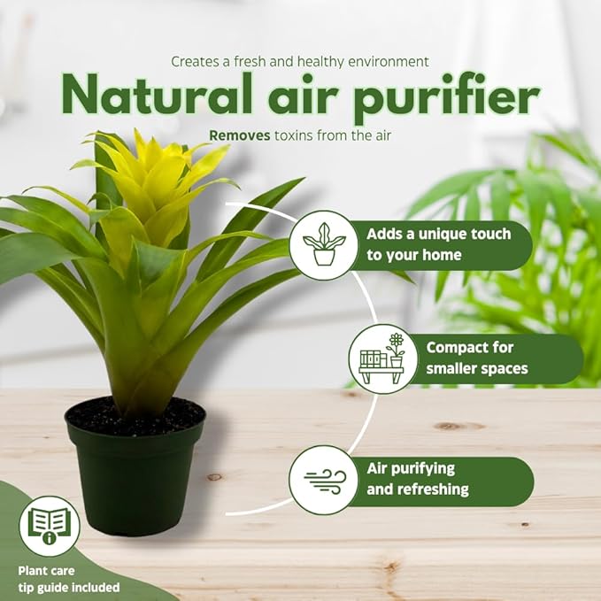 BubbleBlooms Colorful Bromeliad Assortment, 4 inch Set of 3, Guzmania Variety