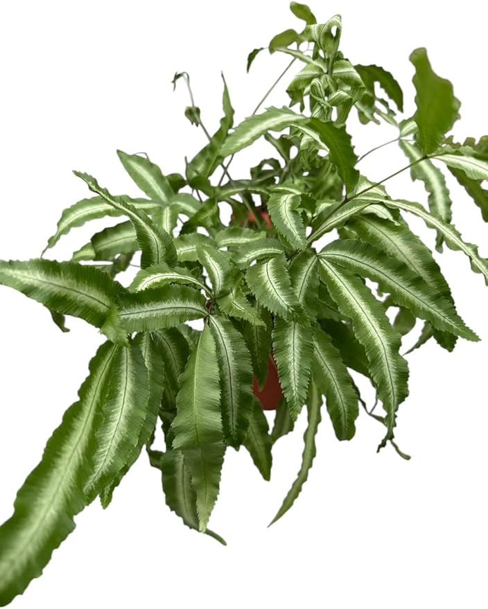 La Costa Plants Mixed Fern Plants, Set of 3, 4 Inch Pots, Live Indoor Outdoor Plants for Home and Office Decor