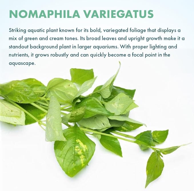 SubstrateSource Live Plants – Variegated Hygrophila (Nomaphila variegatus) – Medium Light, Green and White Accent Freshwater Aquatic Stem Plant, Midground to Background Placement – Pot, 1 Pack
