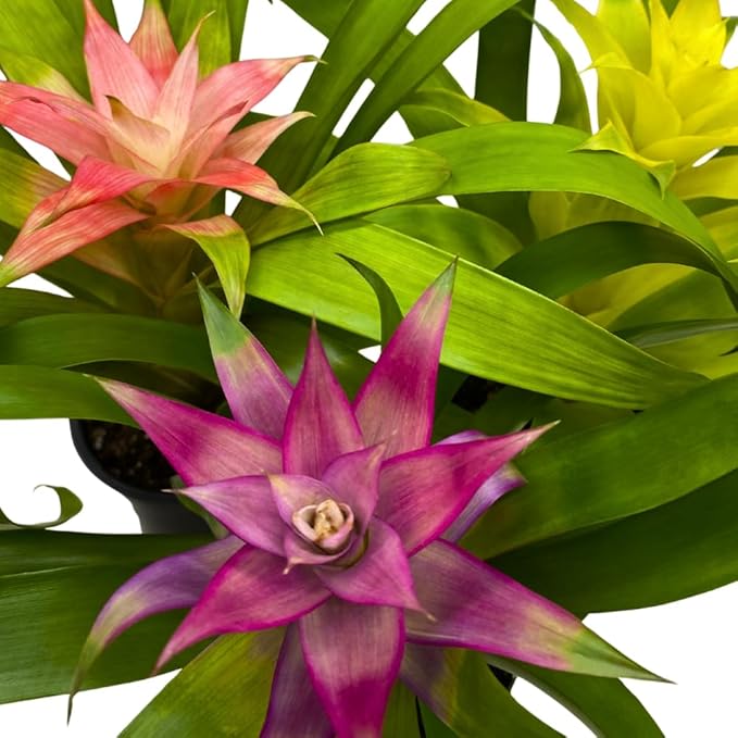BubbleBlooms Colorful Bromeliad Assortment, 4 inch Set of 3, Guzmania Variety