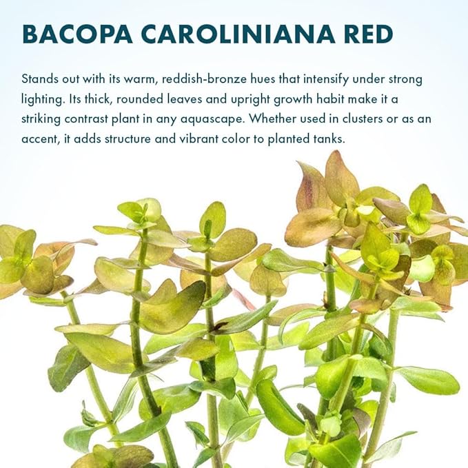 SubstrateSource Live Aquarium Red Stem Plants - Freshwater Aquatic Plant for Fish Tanks, Aquascaping - (Lemon Bacopa Caroliniana, 1 Bunch)