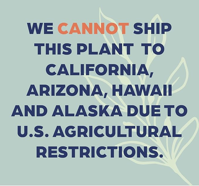 Nature's Way Farms, Sansevieria Zeylanica, Snake Plant, Live Houseplant, Easy Care, Air-Purifying (25-30 in. Tall) in Grower Pot