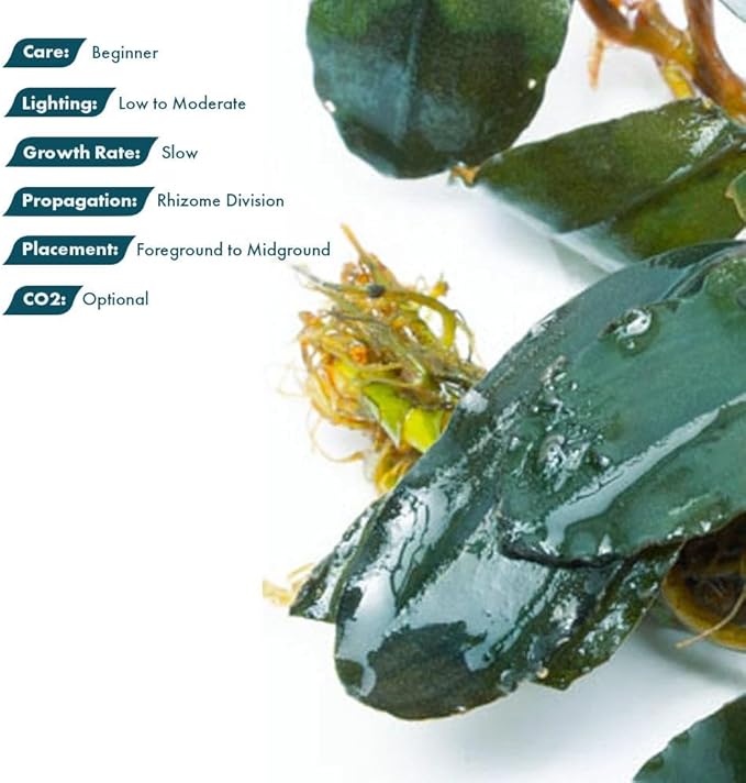 SubstrateSource Live Plants - Starglitz Buce (Bucephalandra sp.) - Low to Medium Light, Dark Green Iridescent Accent Aquatic Rhizome Plant, Foreground to Midground Placement - Loose Plant, 1 Pack