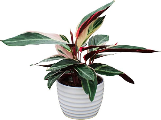 CoollectivePlants Stromanthe Triostar – Live Plant in 6″ Growers Pot, Easy Care Indoor Plant, Low Maintenance Houseplant, Rare House Plants Live