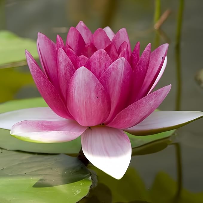 Attraction Live Perennial Water Lily Perfect Pond Plant Pre Grown Bare Root Waterlily Outdoor Koi Pond or Container Ponds Lillies pregrown Lilly pad