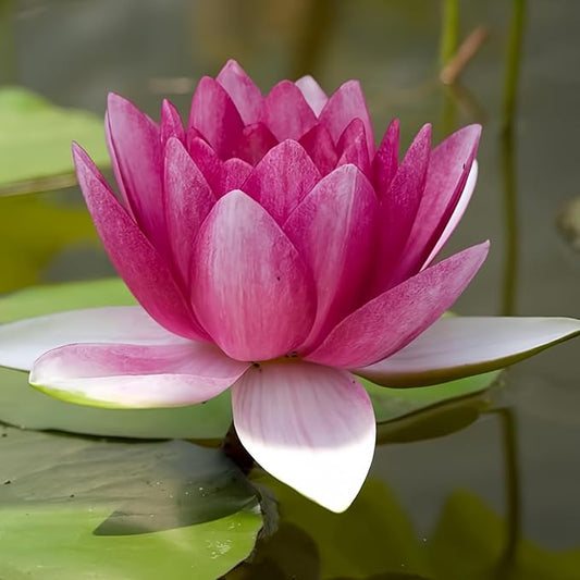 Attraction Live Perennial Water Lily Perfect Pond Plant Pre Grown Bare Root Waterlily Outdoor Koi Pond or Container Ponds Lillies pregrown Lilly pad