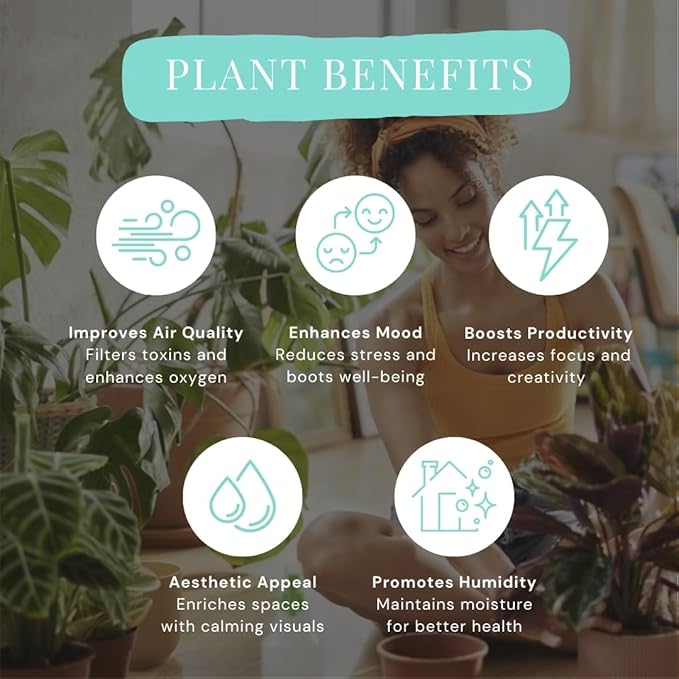 CoollectivePlants Philodendron Pink Princess Marble – Rare Philodendron Plant Live in 2″ Grower's Pot, Live Indoor House Plants, Low Maintenance Indoor House Plants Live