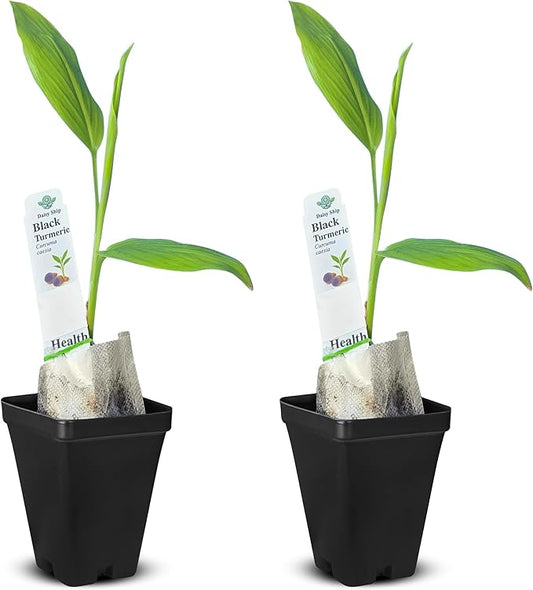 Premium Live Black Turmeric (Curcuma caesia) Plants - Rare Herbal Medicinal Plant, Perfect for Home Gardens (2 Black Turmeric Cups)