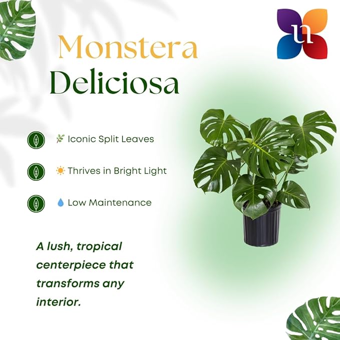 United Nursery Monstera Deliciosa – Swiss Cheese Plant in 10” Grower Pot – 24–28 Inches Tall – Tropical Air-Purifying Indoor Plant with Split Leaves – Easy-Care Greenery for Home or Office
