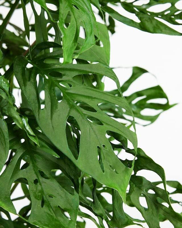 GARDENERA Monstera Adansonii Specialized Soil Mix - Improve Aeration, Drainage & Nutrient Retention - 1 Quart