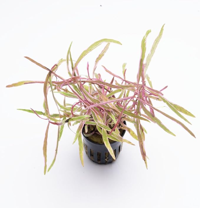 SubstrateSource Live Plants – Chai Hygrophila (Hygrophila lancea 'Chai') – Medium to High Light, Pink and Reddish Accent Aquatic Plant, Midground Placement – Stem Growth – Pot – 1 Pack