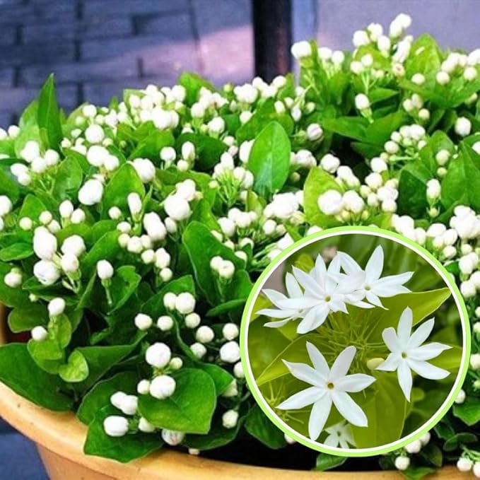 2 White Jasmine Plants Live, Climbing Jasmine Indoor Outdoor Live, Fragrant, 5-9" in Tall, No Pot, Hardy and Fast-Growing