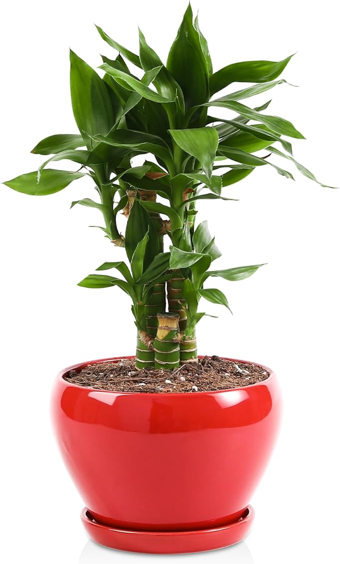 vicrays Ceramic Plant Pots Indoor - 6.5 Inch Planter Pot with Drainage Hole and Saucer for Succulent Orchid Flower Herbs Cactus - Ideal for Gardening Home Desktop Office Decor - Red