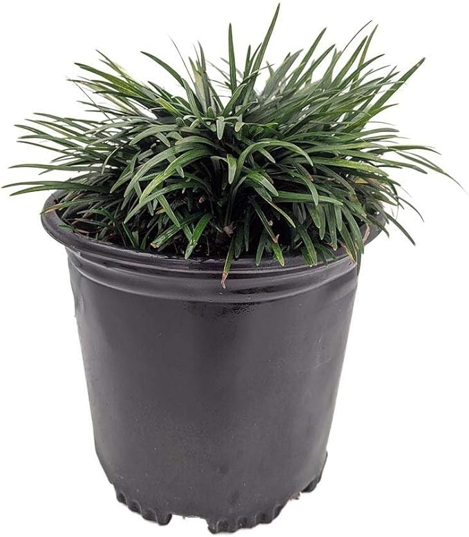 Dwarf Mondo Grass | 3 Large Gallon Size Plants | Ophiopogon Japonicus Nanus | Live Evergreen Shade Loving Groundcover