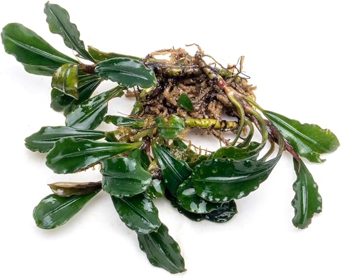 SubstrateSource Bucephalandra Arrogant Blue Live Aquarium Plant - Natural Freshwater Fish Tank Decorations and Aquatic Decor (Plant (6-10 Leaves))