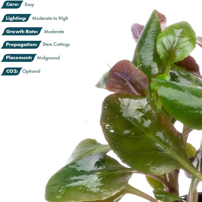 SubstrateSource Live Plants - Lobelia Cardinalis (Lobelia cardinalis) - Moderate to High Light, Bright Green Accent Freshwater Aquatic Stem Plant, Midground Placement for Aquascaping - Pot, 3 Pack