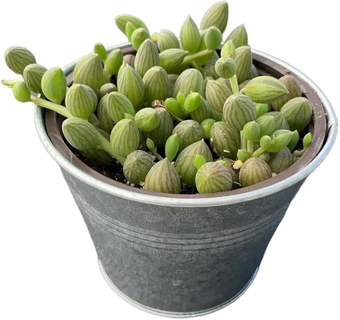 String of Watermelons with Vintage Metal Pot, Live Trailing Succulent Fully Rooted in 4" Pots with Soil Mix, Rare House Plant for Home Office