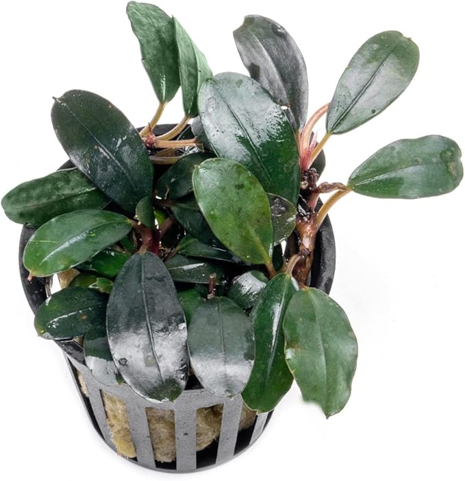 SubstrateSource Bucephalandra Kedagang Round Potted Live Aquarium Plant - Natural Freshwater Fish Tank Decorations, Aquatic Decor