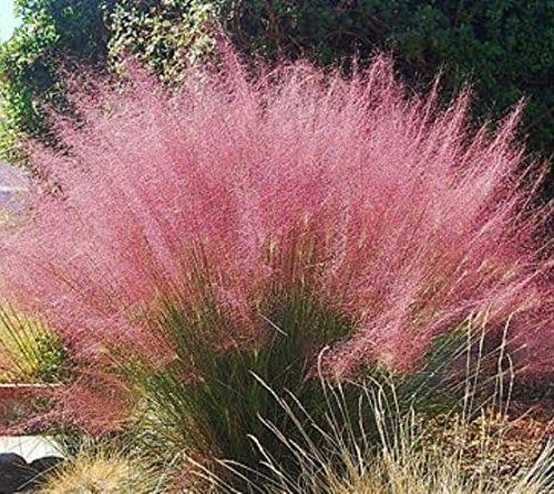 Pink Muhly Grass ( muhlenbergia ) - Live Plant - Trade Gallon Pot