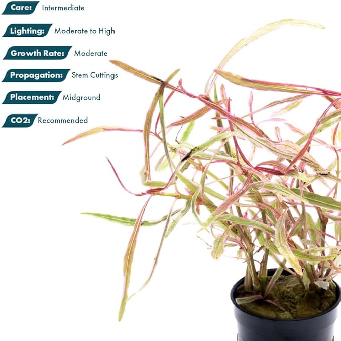 SubstrateSource Live Plants – Chai Hygrophila (Hygrophila lancea 'Chai') – Medium to High Light, Pink and Reddish Accent Aquatic Plant, Midground Placement – Stem Growth – Pot – 1 Pack