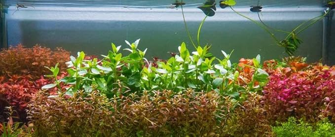 SubstrateSource Live Aquarium Stem Plants - Freshwater Aquatic Plant for Fish Tanks, Aquascaping - (Needle Leaf Ludwigia Arcuata, 1 Bunch)