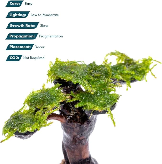 SubstrateSource Live Planted Bonsai - Java Moss on Bonsai Driftwood - Bright Green Aquascaping Decor for Freshwater Aquariums - Large