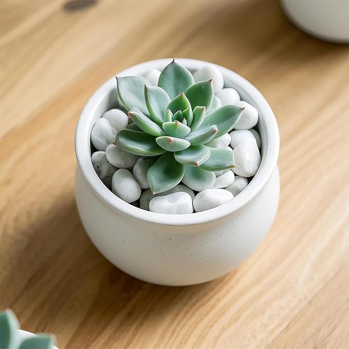 1 Pack 5 Lbs Random Color River Rocks for Plants,0.8-1.5 Inch Decorative Ornamental Pebbels, High Polished Stones for Garden Landscaping, Smooth Gravel Filler, Succulents, Fish Tank, White/Yellow