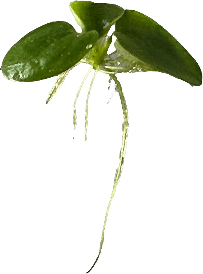 12 Amazon Frogbit (Limnobium Laevigatum), Live Aquarium/Aquatic Floating Plant by TMD Fishkeeping