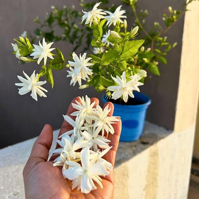 2 Belle of India Jasmine Plants Live, Climbing Jasmine Indoor Outdoor Live, Fragrant, 5-9" in Tall, No Pot, Hardy and Fast-Growing