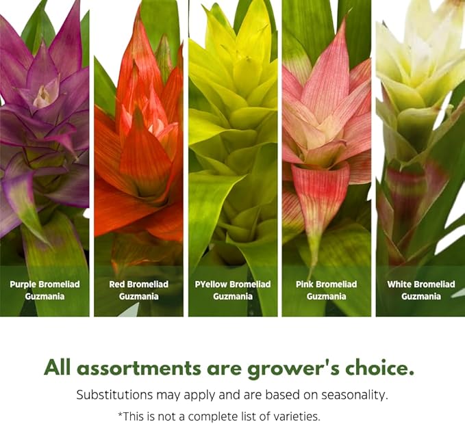 BubbleBlooms Colorful Bromeliad Assortment, 4 inch Set of 3, Guzmania Variety