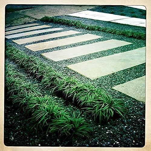 Mondo Grass Ophiopogon Japonicus | 10 Live Pips Bare Root Plants | Live Shade Loving Evergreen Groundcover Plants
