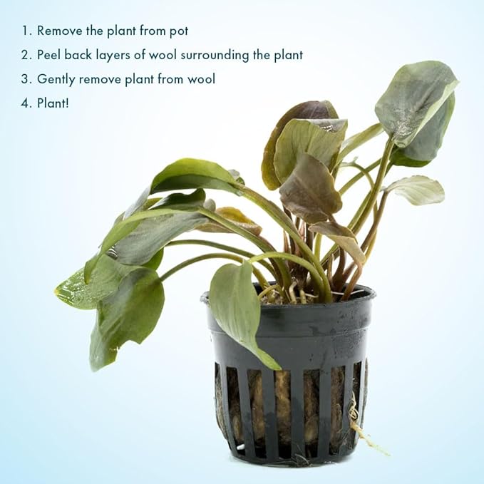 SubstrateSource Live Plants - Lagenandra Meeboldii Red (Lagenandra meeboldii) - Moderate to High Light Tank Display, Red to Bronze Accent, Midground Placement, Freshwater Aquatic Plant - Pot