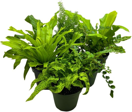 BubbleBlooms Fern Assortment Set, 6 Different Ferns in 4 inch pots, Grower's Choice May Include Staghorn, Asparagus, Club Moss, Heart-Fern, Rabbit's Foot