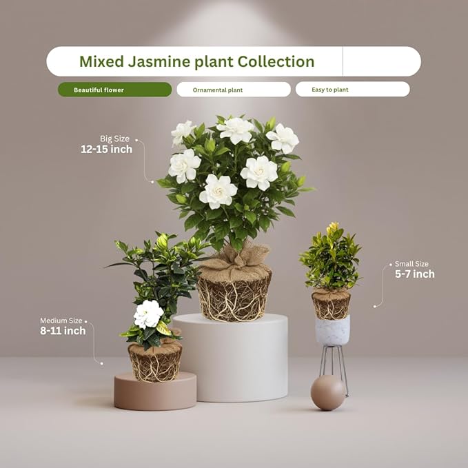 2 Jasmine Plants Live, Jasmine Flower Plant, 5 Inc Long, Annual Blooming Climbing Vine (Frost Proof)