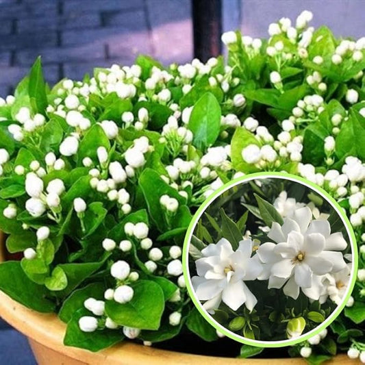 2 Frostproof Jasmine Plants Live, Climbing Jasmine Indoor Outdoor Live, Fragrant, 5-9" in Tall, No Pot, Hardy and Fast-Growing