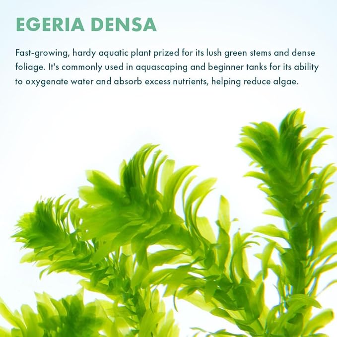 SubstrateSource Live Plant - Anacharis (Egeria densa) - Easy Care, Low to Medium Light, Bright Green Accent, Freshwater Aquatic Plant for Aquascaping - Lead Bunch