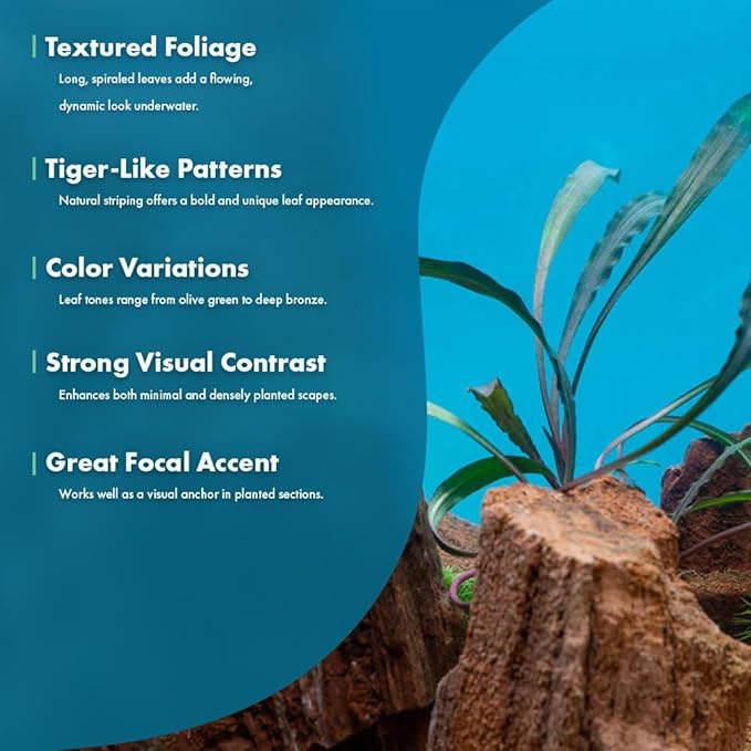 SubstrateSource Live Plants - Crypt Spiralis Tiger (Cryptocoryne spiralis 'Tiger') - Low to Medium Light, Green-Brown Color Aquatic Plant, Background Placement - Rosette Growth - Pot, 1 Pack