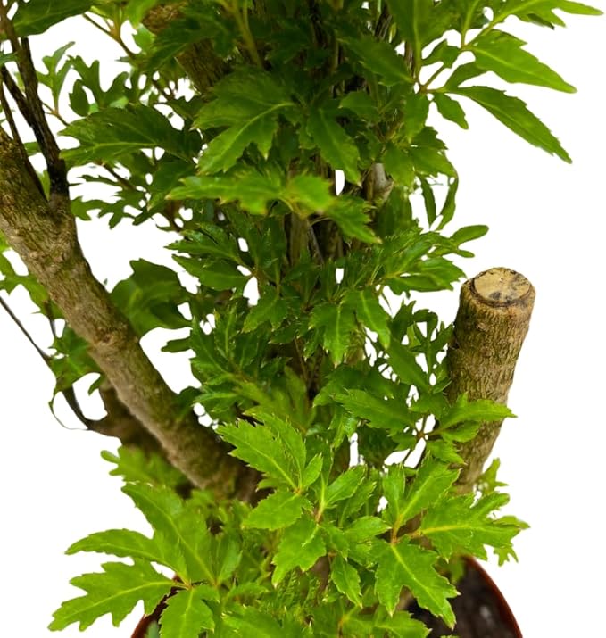 BubbleBlooms Aralia Ming Bonsai Stump Plant Polyscias fruticosa in a 4 inch Pot