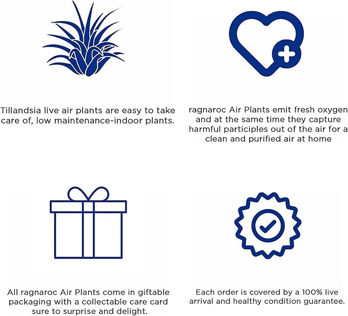 ragnaroc Holiday Hosting Gift Box Giant - 13ct -Tillandsia Air Plant Set - Live Arrival Guaranteed - House Plants for Home Decor & Gift