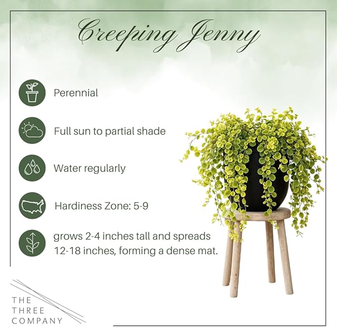 Creeping Jenny Live Plant (Lysimachia nummularia) - 4 Plants Per Pack - Healthy Trailing Perennial - Beautiful Accent Plant - 6" Tall by 4" Wide in 1 Pt Pot