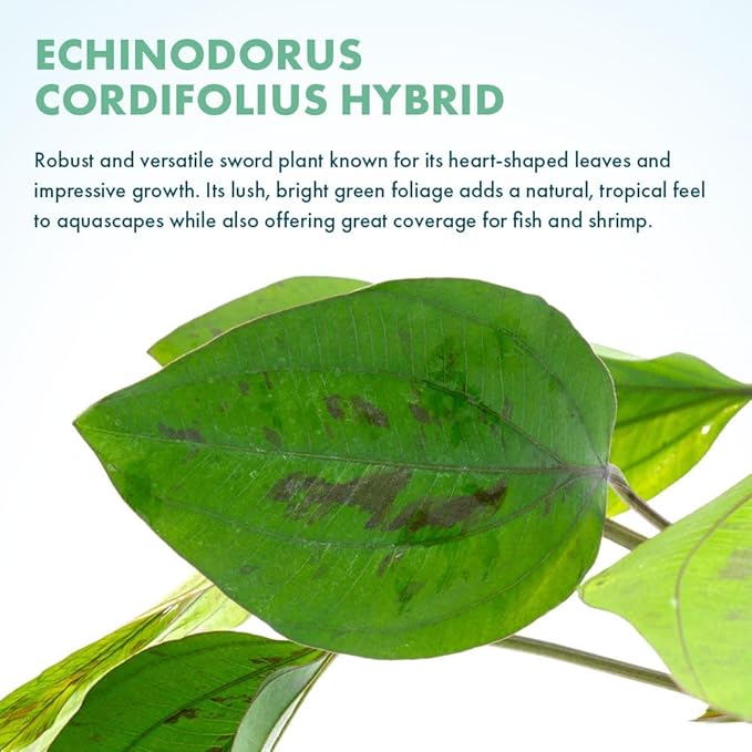 SubstrateSource Live Plants - Echinodorus cordifolius 'Hybrid' - Medium Light, Bright Green Accent for Background Freshwater Aquascaping in Community or Biotope Planted Aquarium - Pot