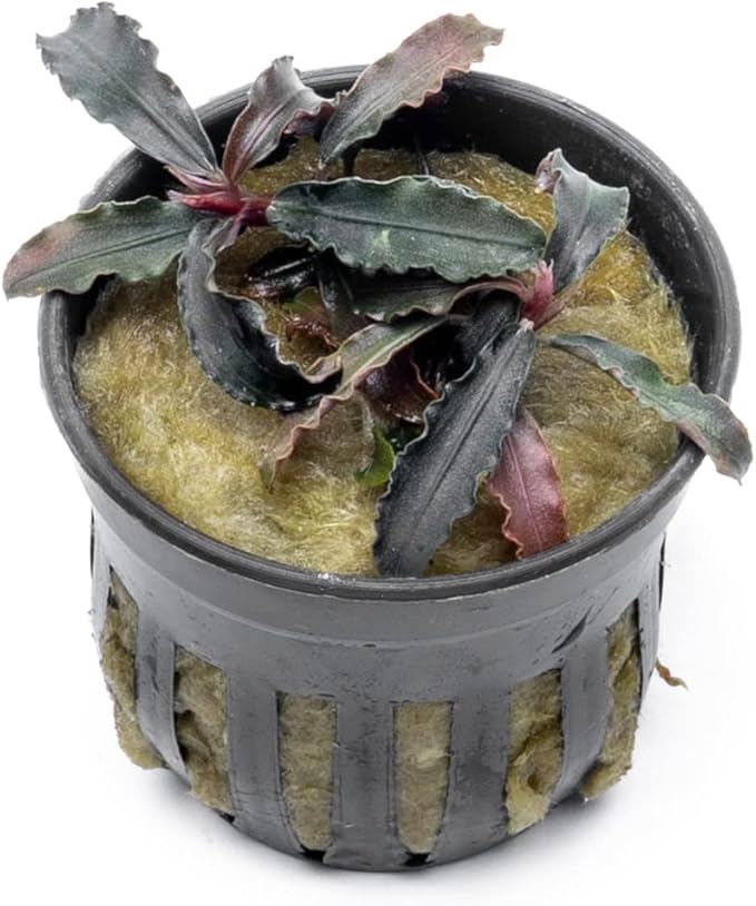 SubstrateSource Bucephalandra Godzilla Potted Live Aquarium Plant - Natural Freshwater Fish Tank Decorations and Aquatic Décor