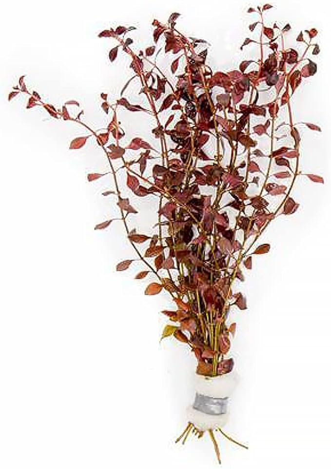 SubstrateSource Mini Bolbitis Baby Leaf - Live Aquarium Plant for Fish Tank Decorations (1 Pot)