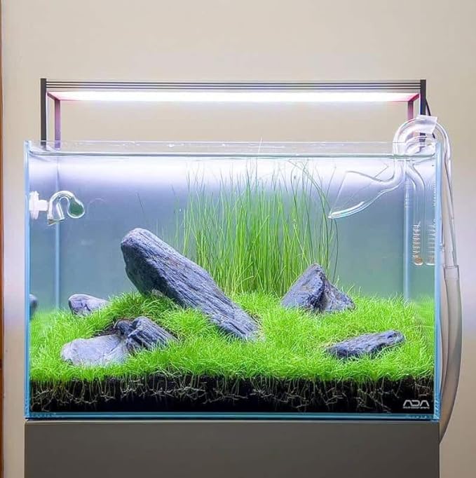 3 Pack Freshwater Aquarium Decor, Easy Growing Dwarf Carpet for Fish Tank/Terrarium, Natural Aquatic Plant Growth Material (Long Hair Grass)